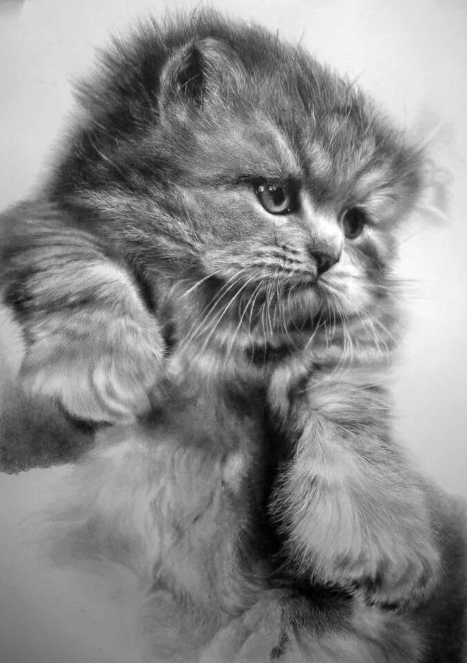 Котенок карандашом фото Mind-Blowing Photorealistic Pencil Drawings of Cats Realistic cat drawing, Reali