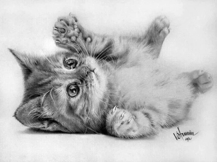 Котенок карандашом фото Sketch Татуировки с кошками, Рисунки животных, Художественные рисунки