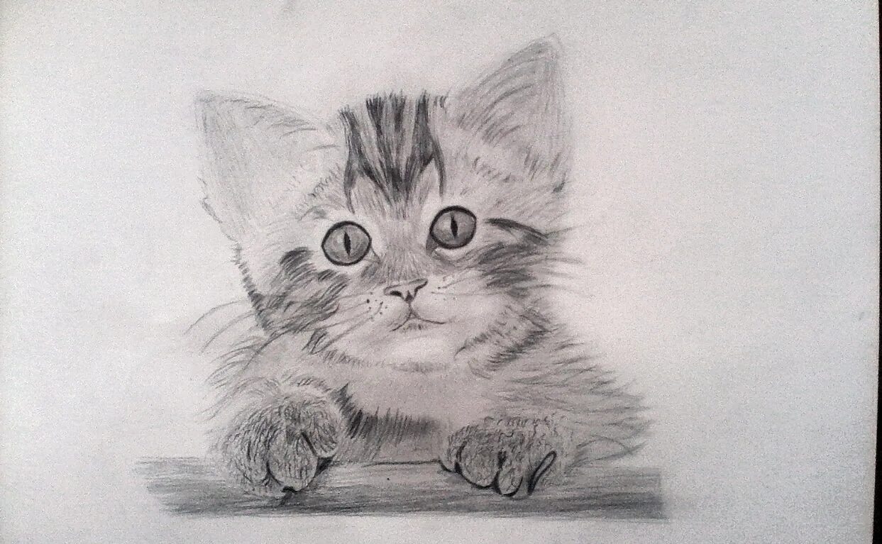 Котенок карандашом фото Котята рисунок карандашом - Котенок, рисунок карандашом Пикабу modawomen.ru