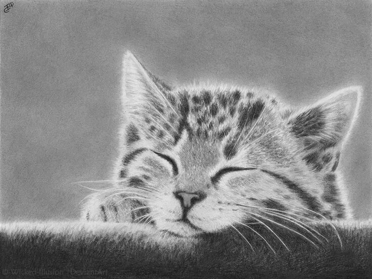 Котенок карандашом фото Sleepy by WickedIllusionArt on DeviantArt Pencil drawings, Realistic drawings, C