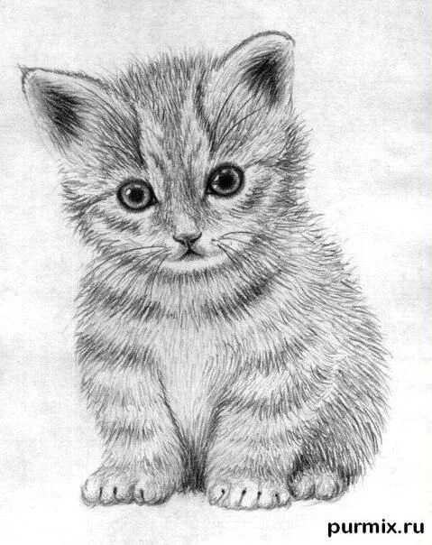 Котенок карандашом фото Как научиться рисовать маленького котенка простым карандашом Cats art drawing, K