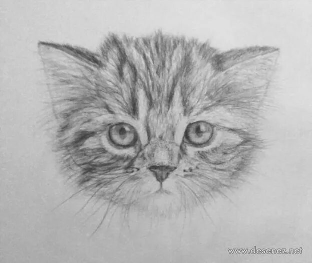 Котенок карандашом фото Desene in creion cu animale - deeascumpik Cats art drawing, Cat drawing, Animal 