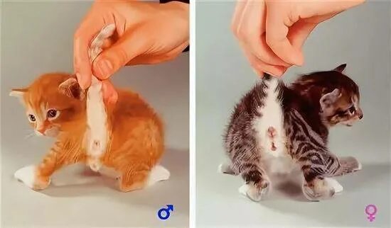 Котенок кот или кошка как определить фото Как правильно выбрать котенка мальчика и девочку