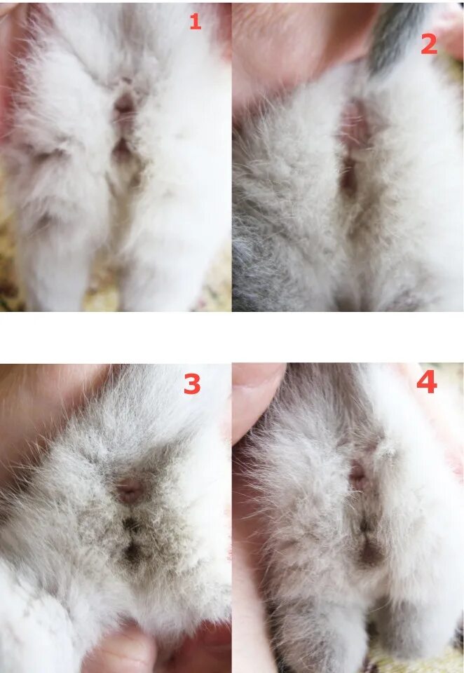 Котенок кот или кошка как определить фото Котенок женского пола: найдено 86 изображений