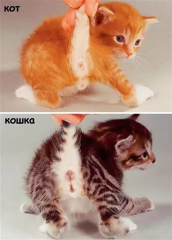 Котенок кот или кошка как определить фото Ответы Mail.ru: Помогите определить пол кошки