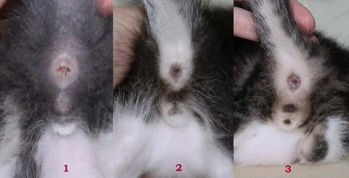 Котенок кот или кошка как определить фото Как правильно выбрать котенка мальчика и девочку