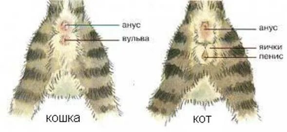 Котенок кот или кошка как определить фото Как определить кот или кошка у новорожденных котят: фото