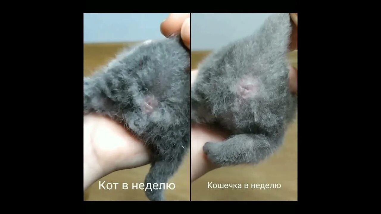 Котенок кот или кошка как определить фото Как распознать котенка мальчик или девочка: найдено 80 изображений