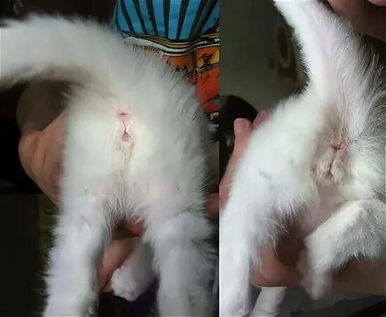 Котенок кот или кошка как определить фото Кот или кошка хромает на переднюю или заднюю лапу: что делать причина, почему