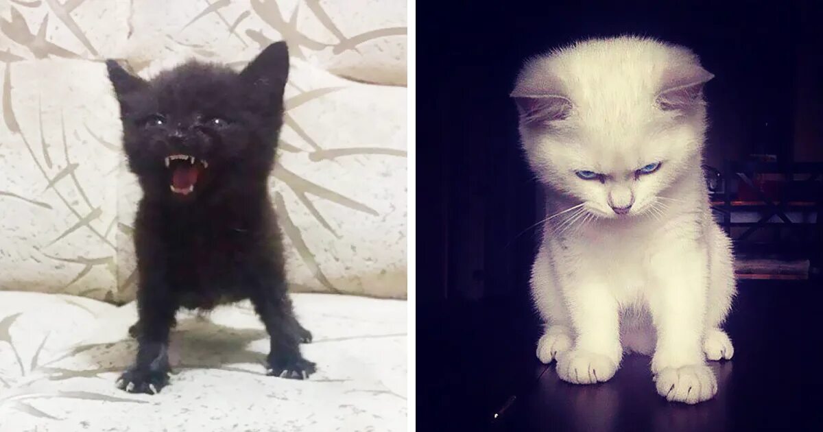 Котенок котэ фото 30 Angry Kittens Who Demand To Be Taken Seriously Right Meow Funny cats and dogs