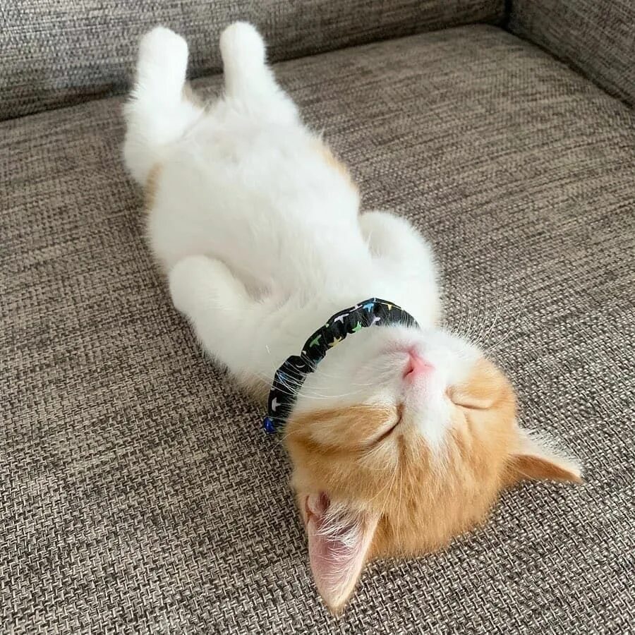 Котенок котэ фото https://www.facebook.com/DougMarkProductions/ Gulliga djurungar, Djurungar, Katt