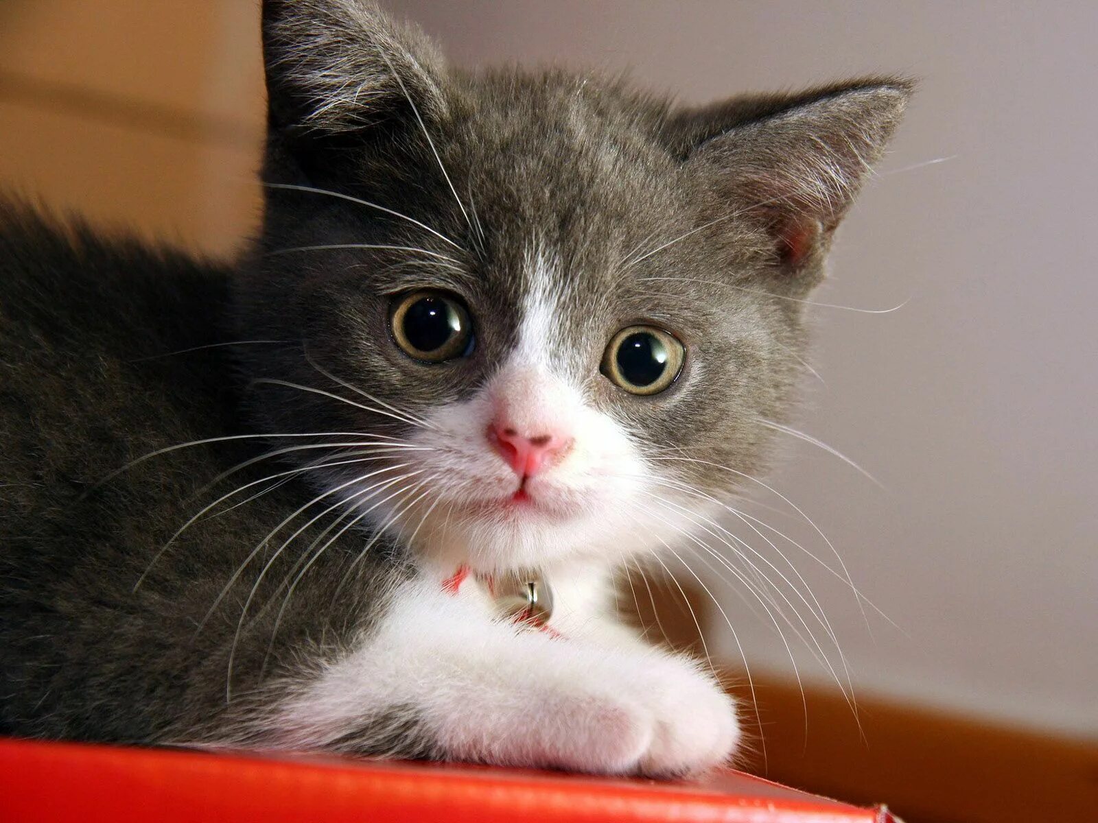 Котенок котэ фото Ответы Mail.ru: Известно что Гуси Рим спасли . А вот коты (кошки) спасали города