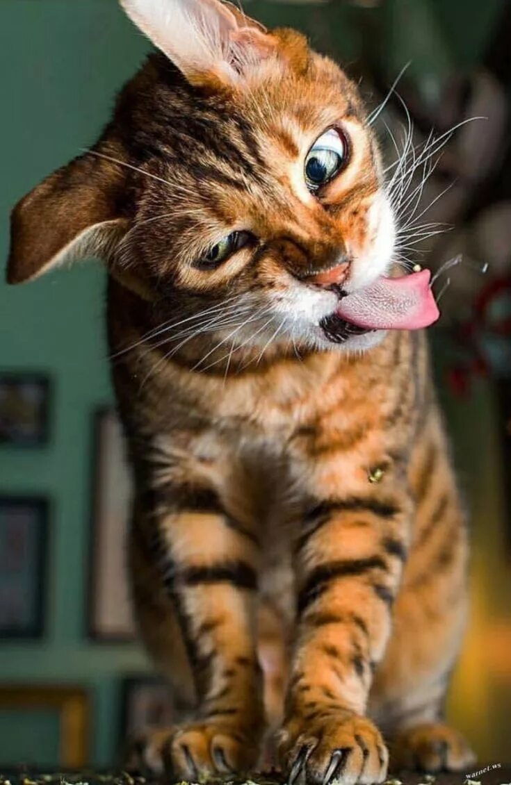 Котенок котэ фото Disgusting! Cute cats, Pretty cats, Cat photography