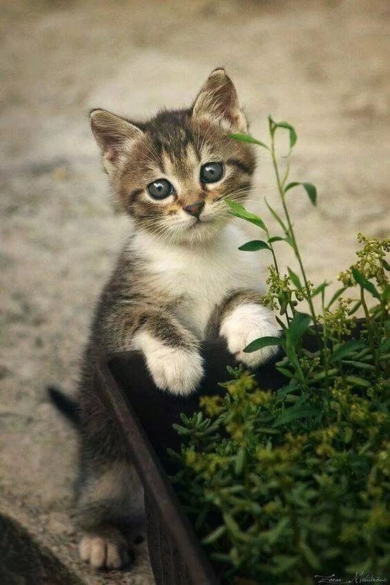 Котенок котэ фото Pin by Zlata Moljk on Cats&kittens Baby cats, Kittens cutest, Cute cats
