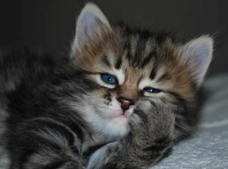 Котенок котэ фото Задумчивый котёночек & Пушистые котята & Фото МУРЧИМ.РФ Сибирские котята, Котено
