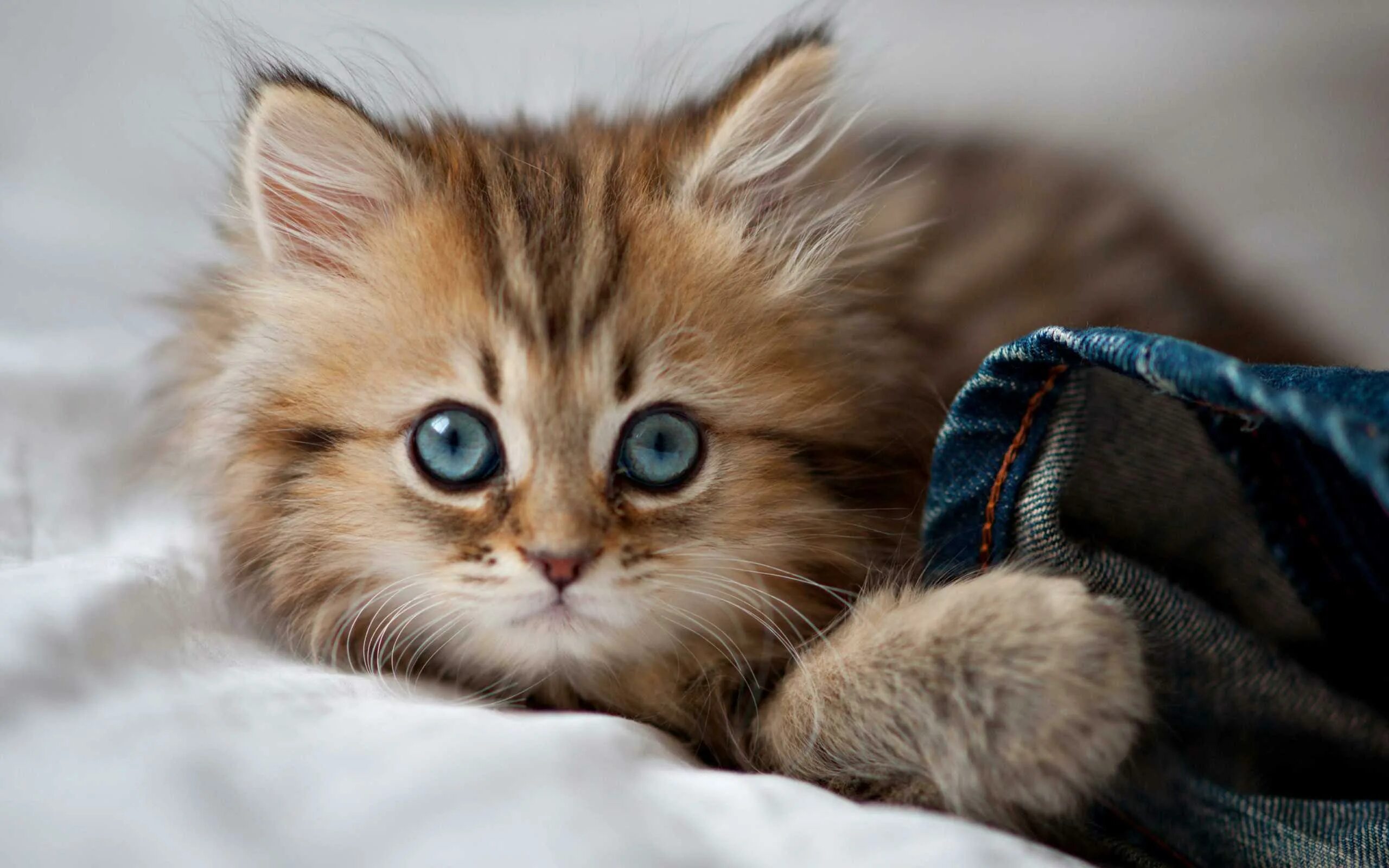 Котенок котэ фото Интересные факты о кошках для детей