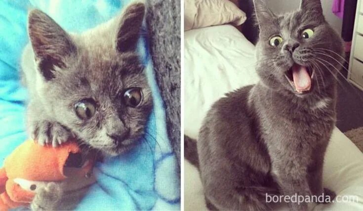 Котенок которые не похожи на остальных фото Пин на доске Kitties!