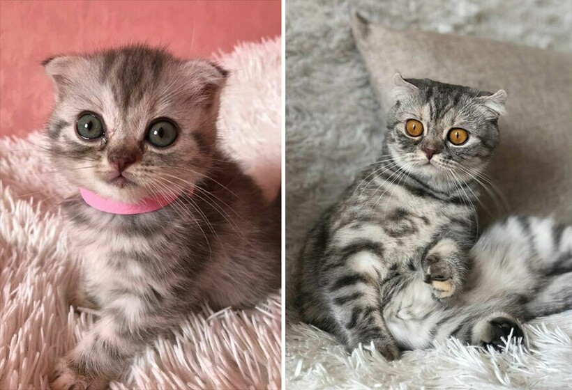 Котенок которые не похожи на остальных фото 15 очаровательных снимков котят, которые незаметно выросли