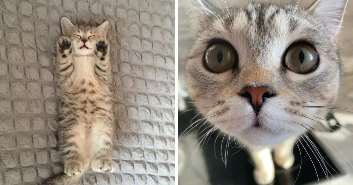 Котенок которые не похожи на остальных фото 15 прелестнейших котят, которые выросли в шикарных кошечек и котофеев