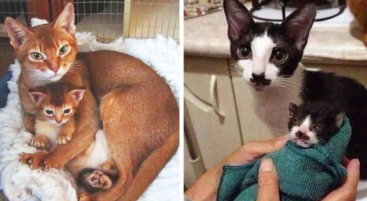 Котенок которые не похожи на остальных фото 14 Cats Who Don't Require DNA Testing To Prove They Are Parents And Kids