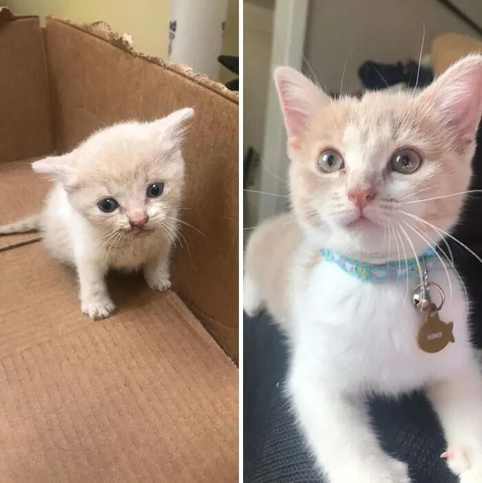 Котенок которые не похожи на остальных фото 30 Transformations From Kittens to Cats That Are Just Amazing