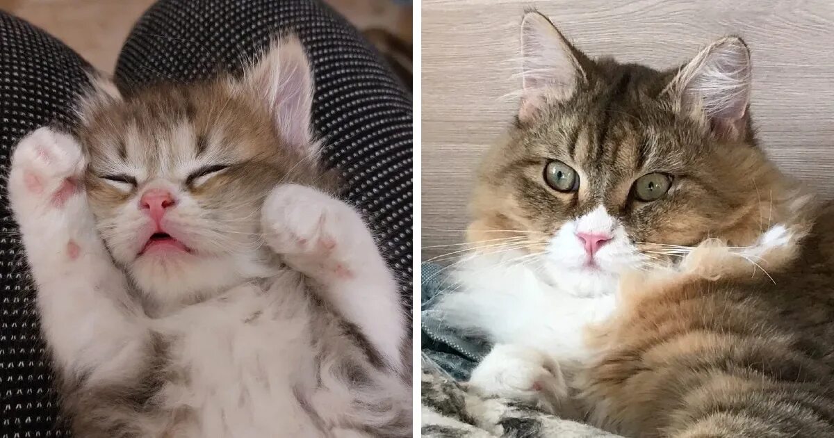 Котенок которые не похожи на остальных фото 15 прелестнейших котят, которые выросли в шикарных кошечек и котофеев