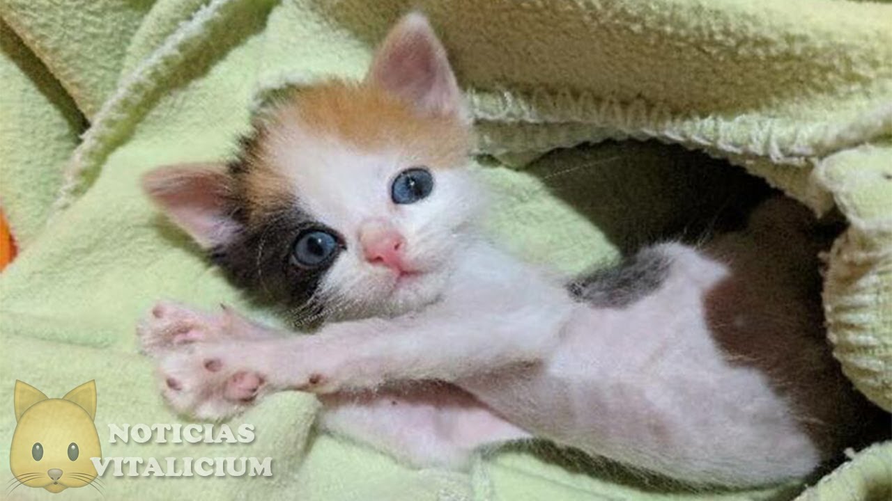 Котенок которые не похожи на остальных фото Iba a ser SACRIFICADA pero prácticamente ocurrió un MILAGRO y le dio una segunda