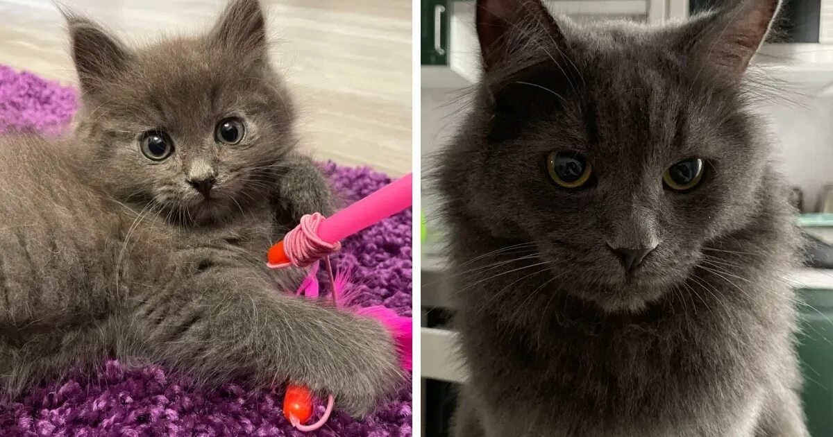 Котенок которые не похожи на остальных фото 15 прелестнейших котят, которые выросли в шикарных кошечек и котофеев