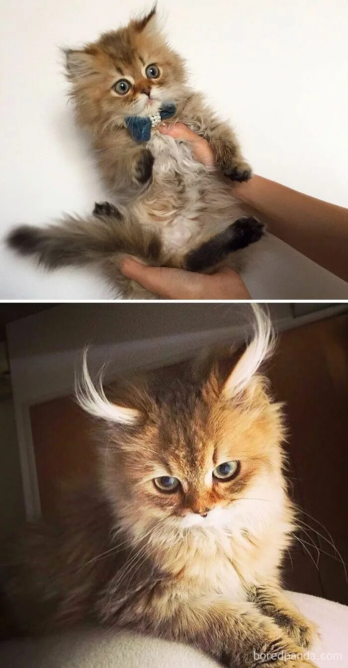 Котенок которые не похожи на остальных фото 50 Before-And-After Photos Of Cats Growing Up Cats, Cat photo, Cats and kittens