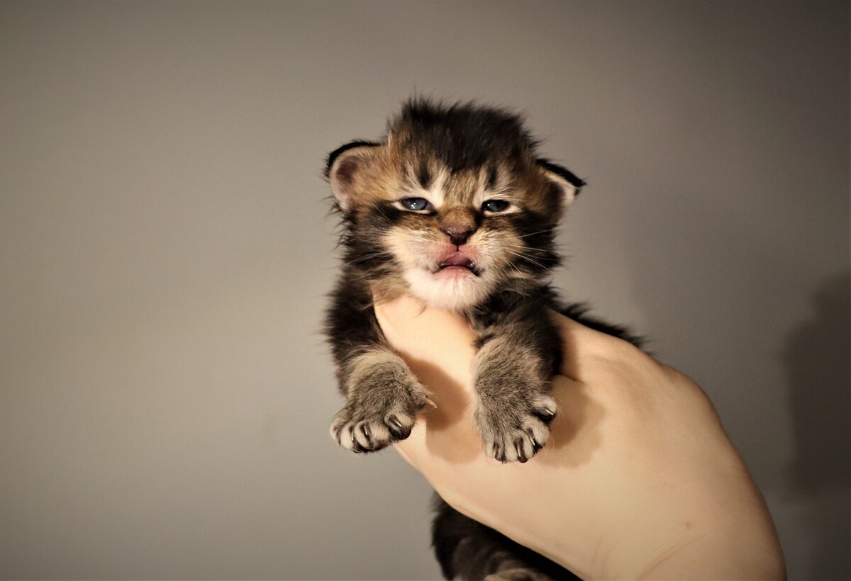 Котенок купить москва фото Немного наших кошачьих новостей. ✨ Все котята из Литеры Z с именами. В какой. Ме