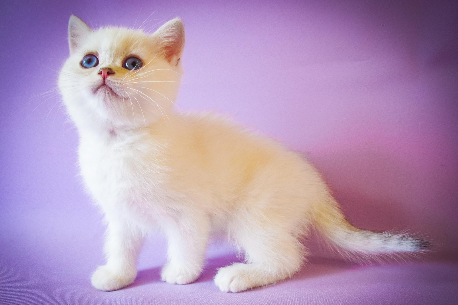 Котенок купить москва фото Котенок мальчик британский короткошерстный (британец) черный серебристый затушев