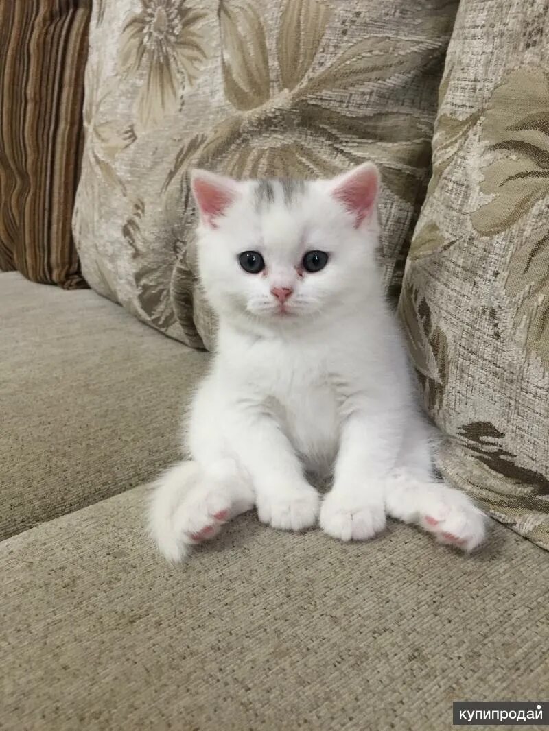 Котенок купить москва фото Шотландские котята в Москве