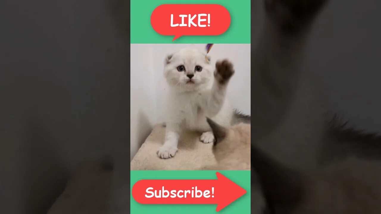 Котенок лайк фото в реальной жизни Найди котенка лайк: найдено 84 картинок