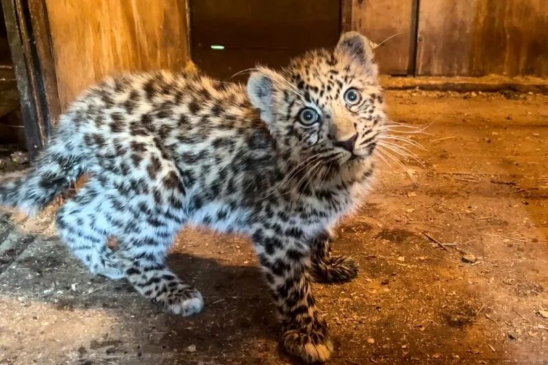 Котенок леопарда фото В Приморье устроили экзамен спасенному леопарду Leo 260M - Российская газета