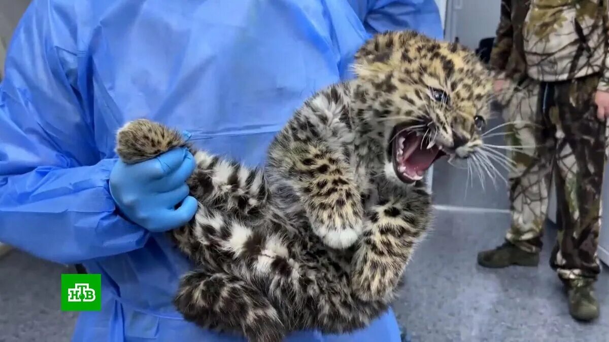 Котенок леопарда фото Умерли найденные в Приморье котята дальневосточного леопарда НТВ Дзен