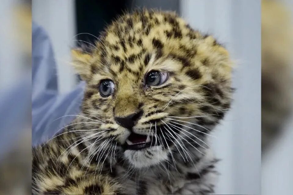 Котенок леопарда фото Котят дальневосточного леопарда спасли от смерти в Приморье 10 января 2023 года:
