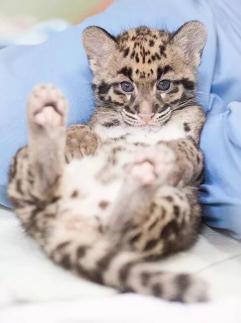 Котенок леопарда фото Clouded leopards at 2 months Clouded leopard, Cats and kittens, Wild cats