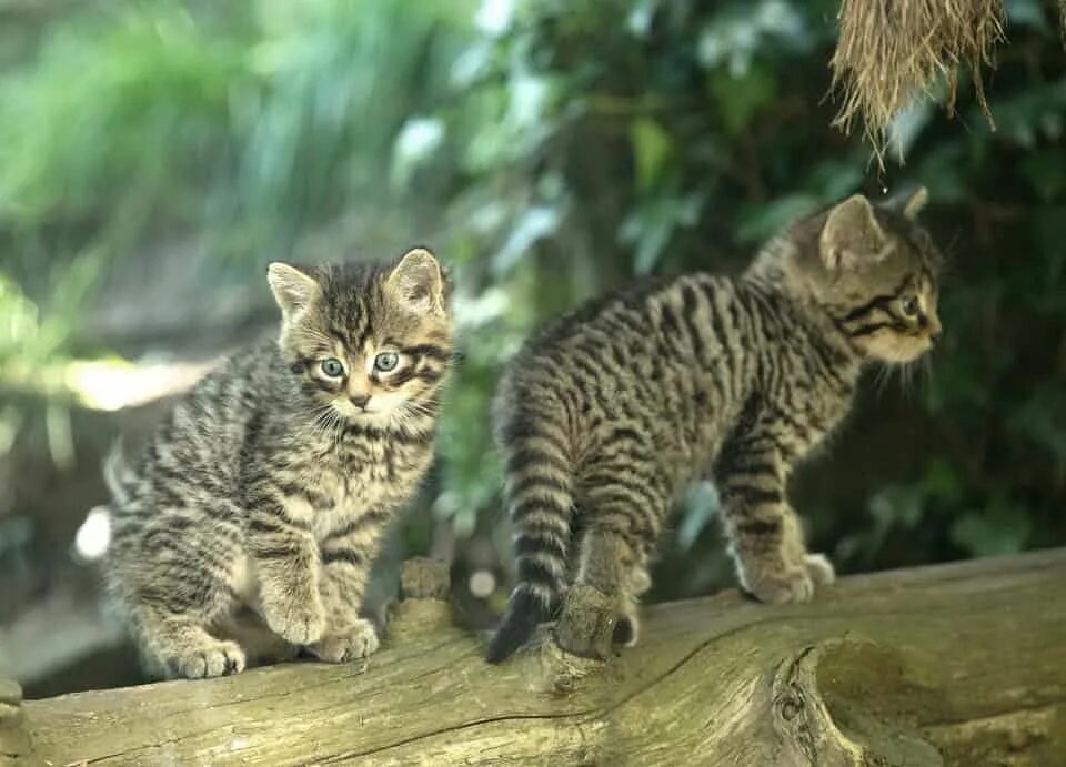 Котенок лесного кота фото Gaza and wildcats : Monday's top photos Animals, Animal pictures, Unusual animal