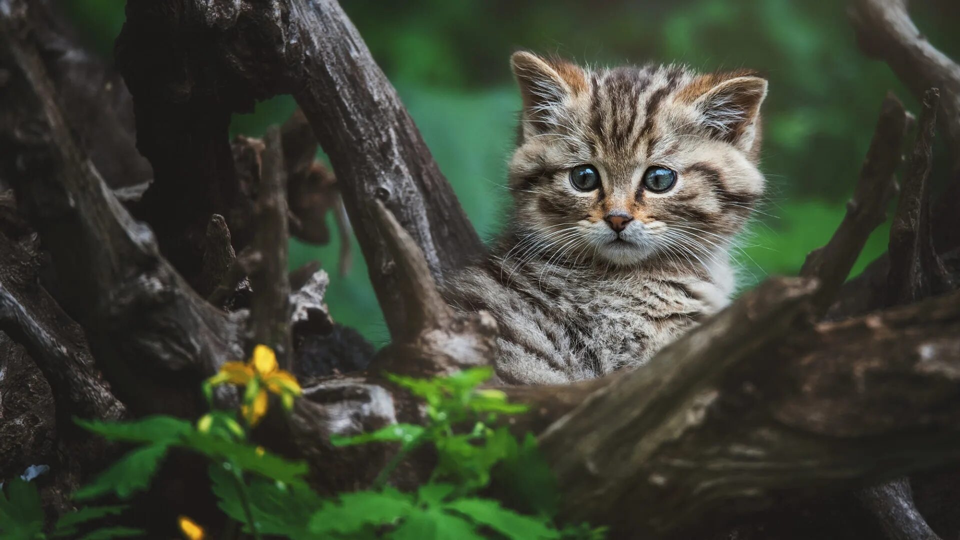 Котенок лесного кота фото Скачать обои кошка, кот, взгляд, цветы, котенок, дерево, портрет, коряга, раздел