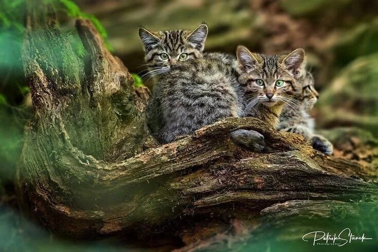 Котенок лесного кота фото Pin by Avrtatiana on Cats ❤ Cats, Wild cats, Animals