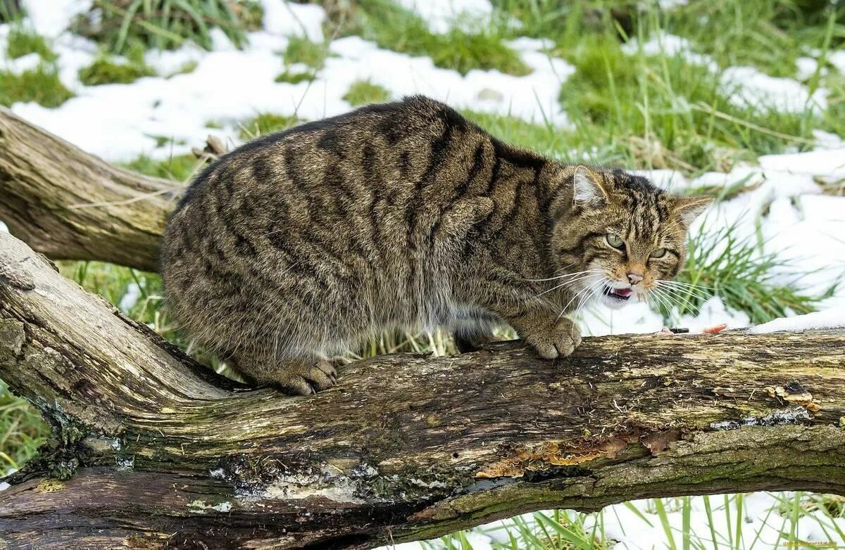 Котенок лесного кота фото Лесная кошка