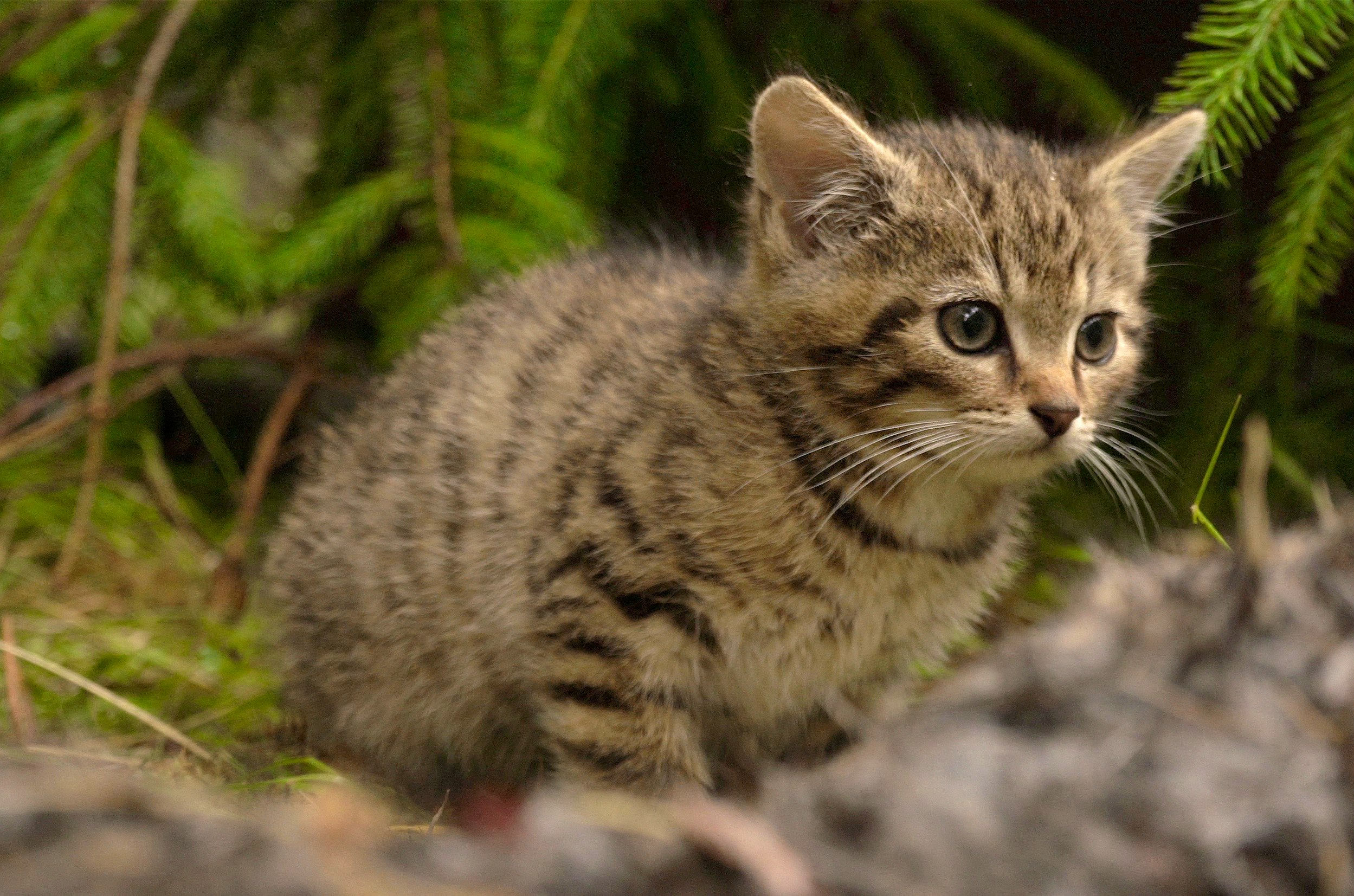 Котенок лесного кота фото Join the legal fight to protect the Scottish Wildcat