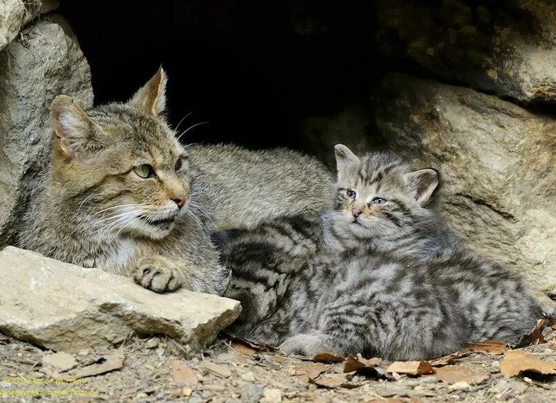 Котенок лесного кота фото Лесной кот, или европейская кошка Живая природа Фотострана Пост № 975658031