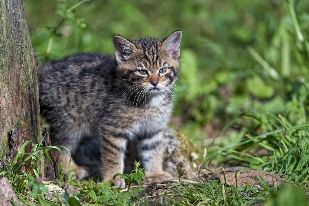 Котенок лесного кота фото Wildcat kitten looking in a bad mood... But still incredib. Flickr