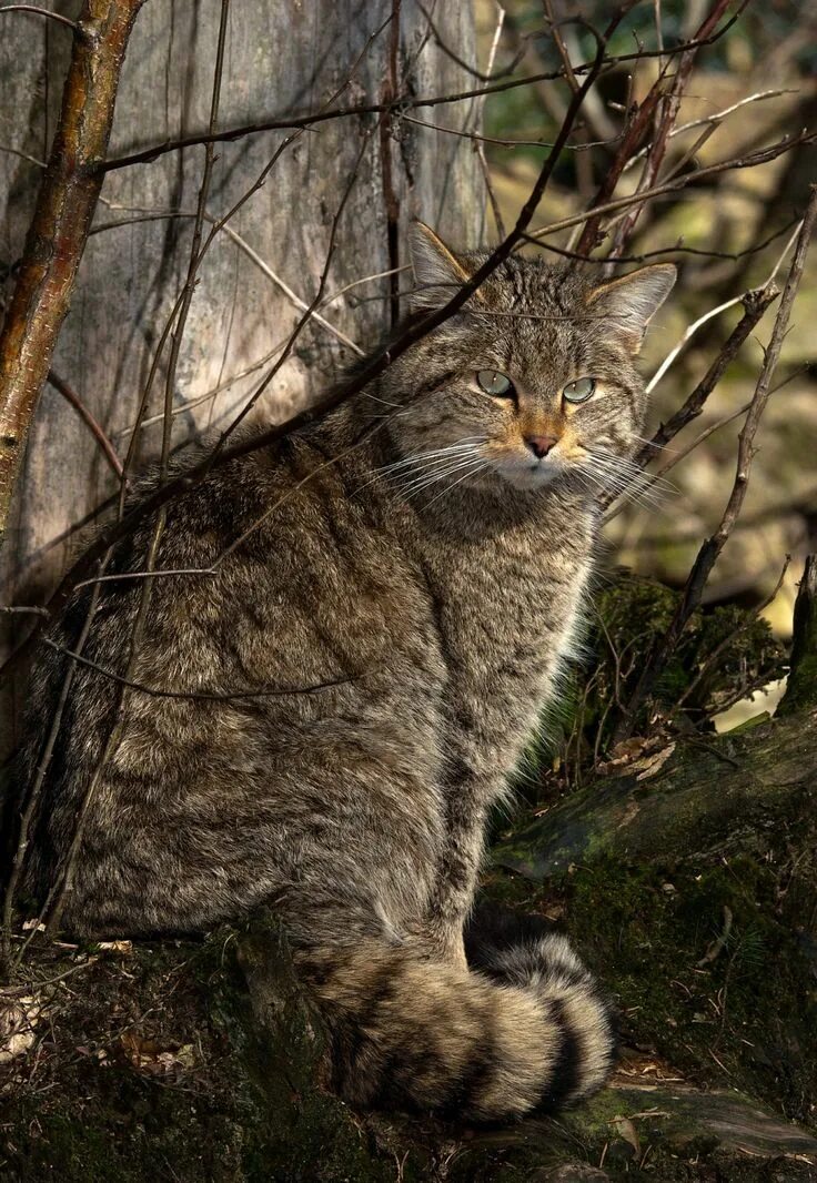 Котенок лесного кота фото Дикие кошки: Европейская дикая лесная кошка (Felis silvestris) Котята, Кошки, Кр