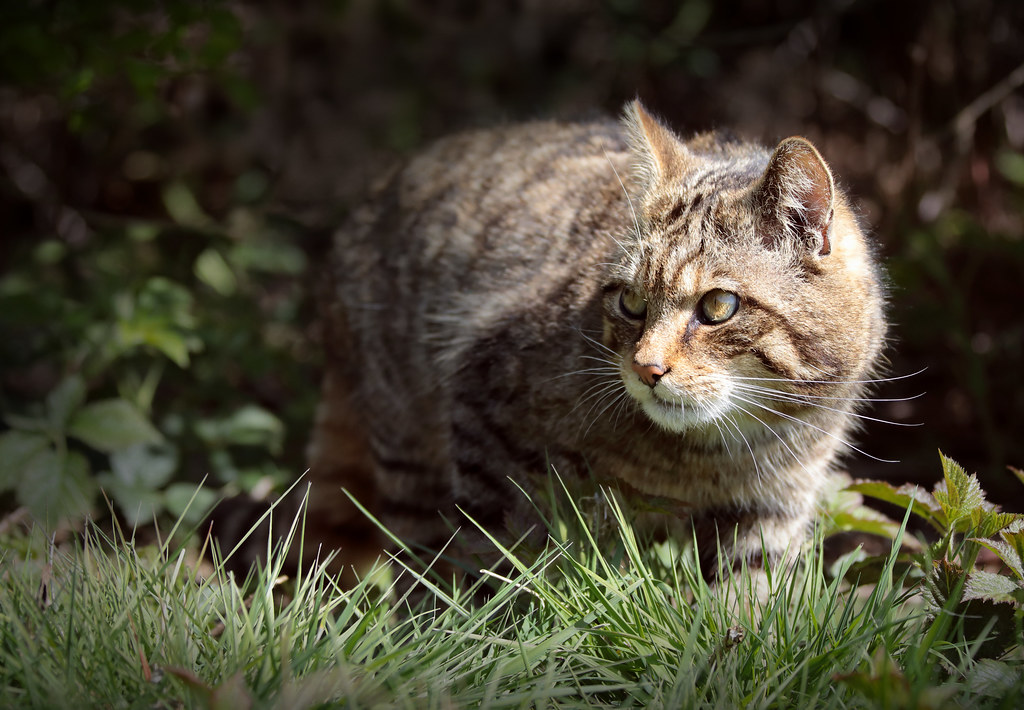 Котенок лесного кота фото Wild Cat Stalking His Prey Another favourite photo from a . Flickr