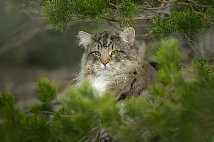 Котенок лесной кошки фото Норвежский лесной кот. Фотограф Писарева Светлана Beautiful cats, Cats, Norwegia