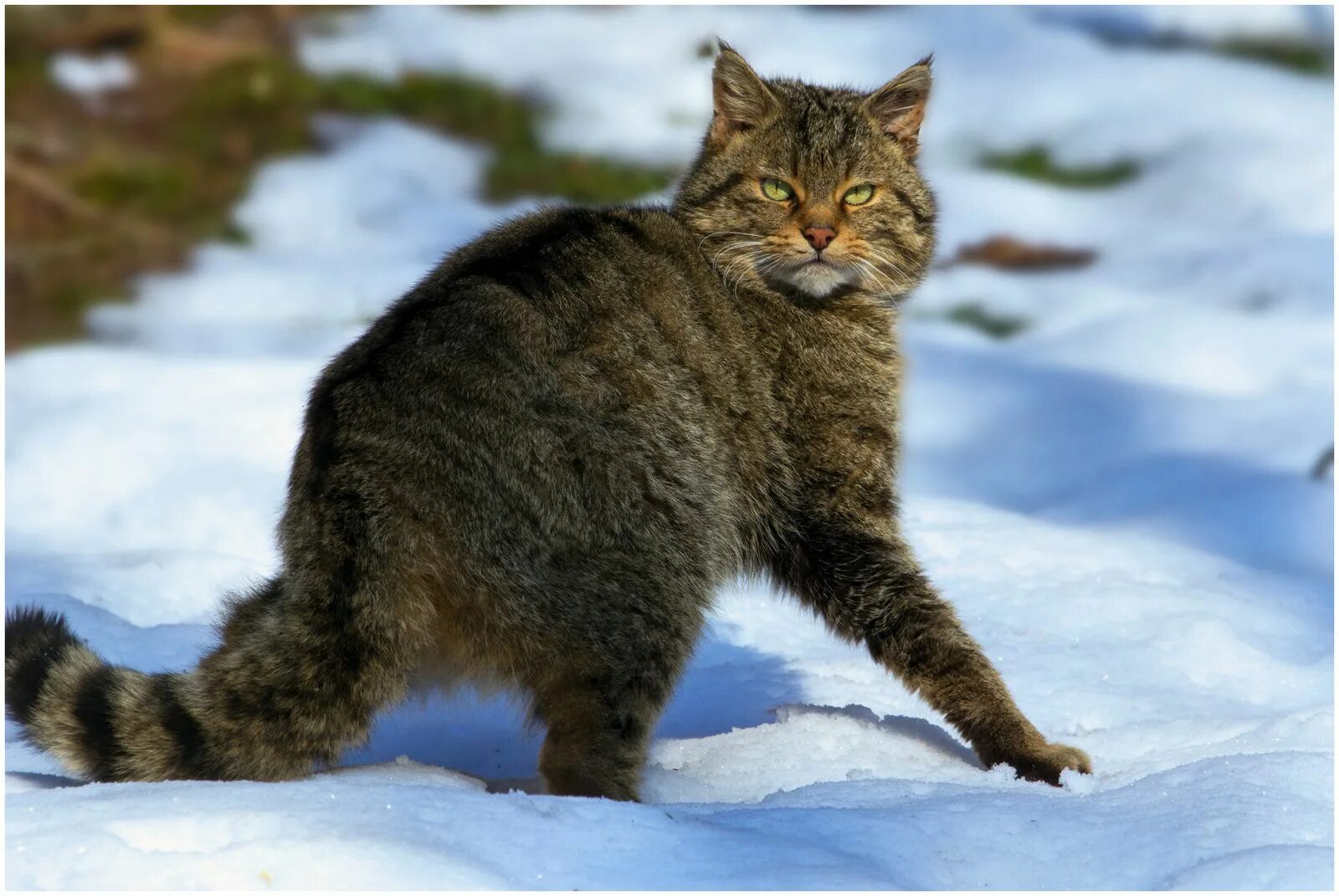 Котенок лесной кошки фото You talkin' to me ? Animal pictures, Wild cats, Cute cats