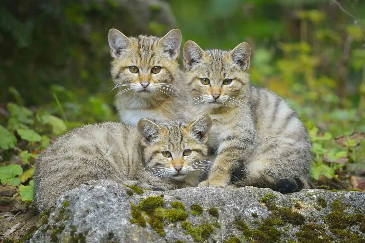 Котенок лесной кошки фото Cats and Humans: 12,000-Year-Old Commensal Relationship