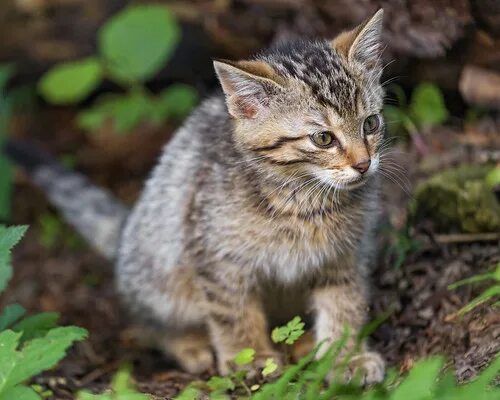Котенок лесной кошки фото Another wildcat kitten portrait A wildcat baby sitting amo. Flickr